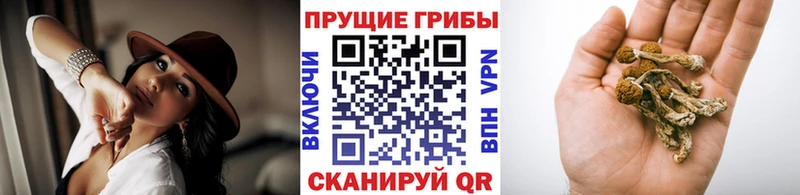 kraken онион Хилок Галлюциногенные грибы MAGIC MUSHROOMS